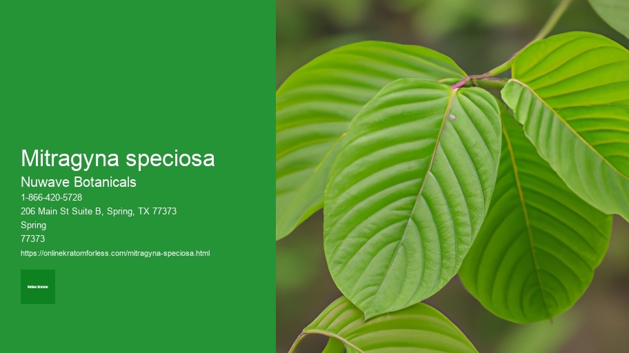 mitragyna speciosa
